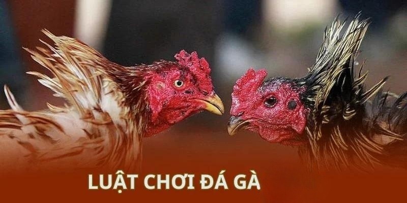 Luật chơi chọi kê hiện nay cực đơn giản để cho tân thủ hiểu