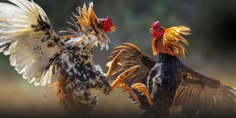 Đá gà là trò chơi hấp dẫn  